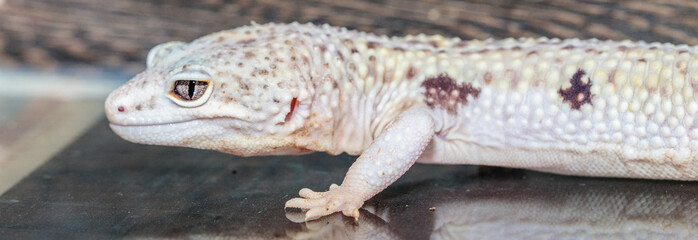 eublefar in the terrarium. close-up. macro.