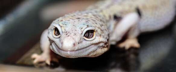 eublefar in the terrarium. close-up. macro.