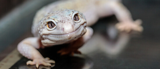 eublefar in the terrarium. close-up. macro.