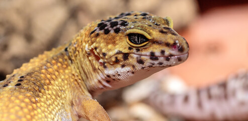gecko in the terrarium. close-up. macro.