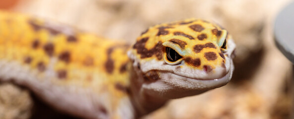gecko in the terrarium. close-up. macro.