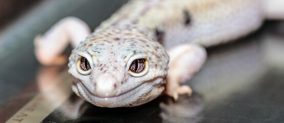 eublefar in the terrarium. close-up. macro.