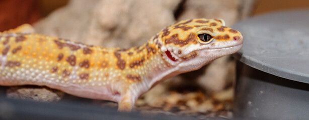 gecko in the terrarium. close-up. macro.