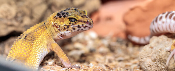 gecko in the terrarium. close-up. macro.