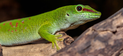 Madagascar day gecko in a terrarium. close-up. macro.