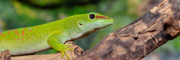 Madagascar day gecko in a terrarium. close-up. macro.