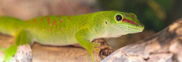 Madagascar day gecko in a terrarium. close-up. macro.