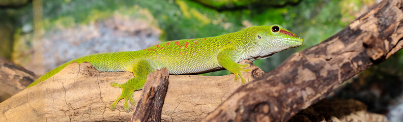 Madagascar day gecko in a terrarium. close-up. macro.