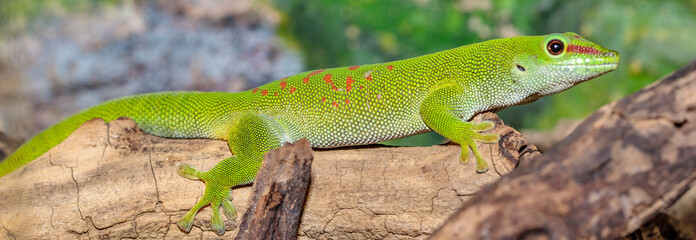 Madagascar day gecko in a terrarium. close-up. macro.