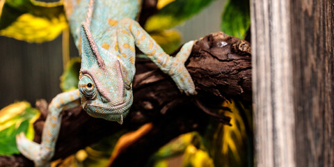 Yemeni chameleon in a terrarium. close-up. macro.