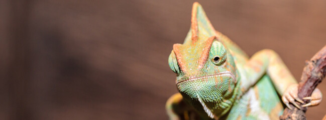 Yemeni chameleon in a terrarium. close-up. macro. © toomler