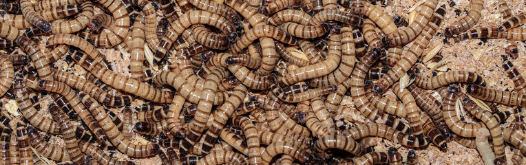 many moth larvae. animal feed. close-up. macro.