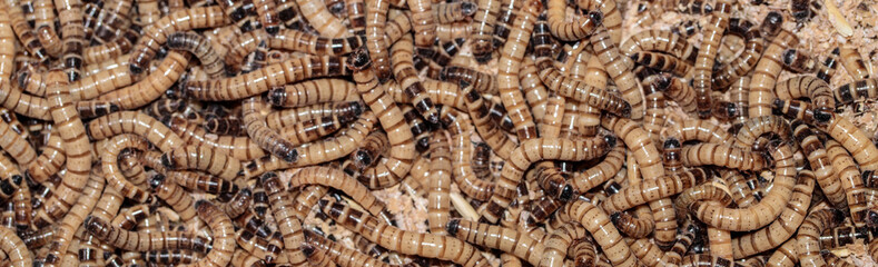 many moth larvae. animal feed. close-up. macro.