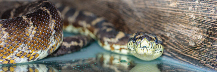 boa constrictor in the terrarium. close-up. macro.