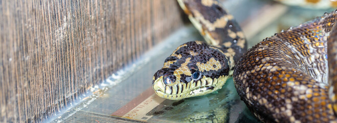 boa constrictor in the terrarium. close-up. macro.