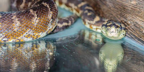 boa constrictor in the terrarium. close-up. macro.