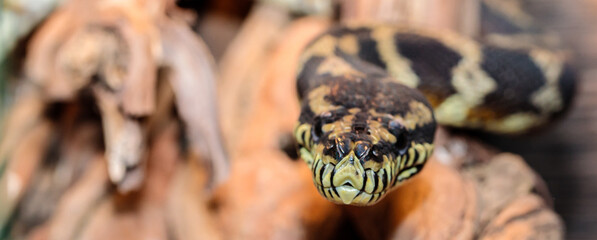 boa constrictor in the terrarium. close-up. macro.