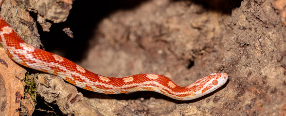 maize snake in a terrarium. close-up. macro.