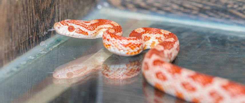 maize snake in a terrarium. close-up. macro.