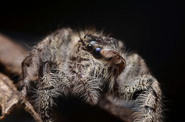 spider on the ground