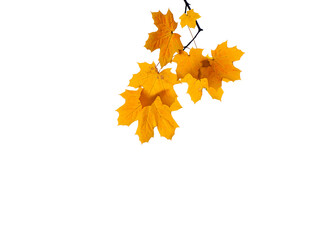 Branch Of Maple Tree in Autumn PNG, autumn leaves isolated on white background