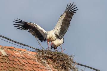 White stork couple (Ciconia ciconia) mating on their nest in a village.