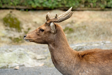 deer in the zoo