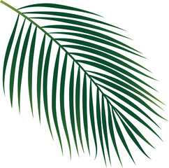 Plam leaf illustration, png isolated with transparent background