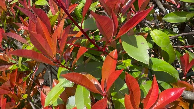 colored leaves of a small plant in a 4k video