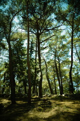 Obraz premium Pinus brutia, commonly known as the Turkish pine, is a type of pine native to the eastern Mediterranean region