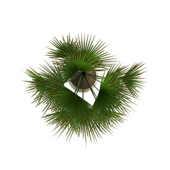 decorative flowers and plants for the interior, top view, isolated on transparent background, 3D illustration, cg render