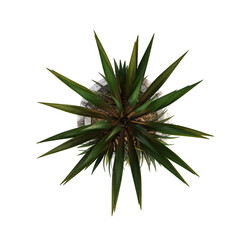 decorative flowers and plants for the interior, top view, isolated on transparent background, 3D illustration, cg render