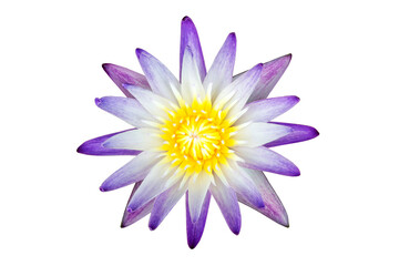 Close up of blooming purple lotus flower with isolated on transparent background