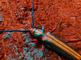 Xystrocera globosa resting on a red brick