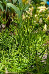 Sydney Australia, rhipsalis baccifera or mistletoe cactus in garden
