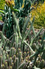 Sydney Australia, thorny euphorbia plant native to africa