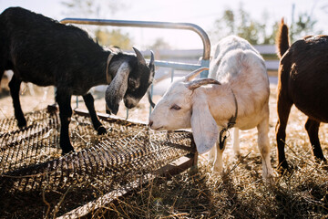 Goats at a farm in sunset light.