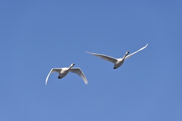 Fototapeta na wymiar 白鳥の飛翔