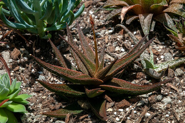Syndey Australia, aloe latte with chocolate leaves in garden