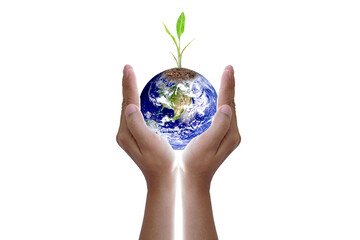 World Environment Day. Earth and trees in human hands.