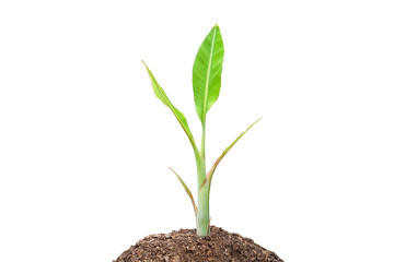 World Environment Day. Banana tree on the ground.