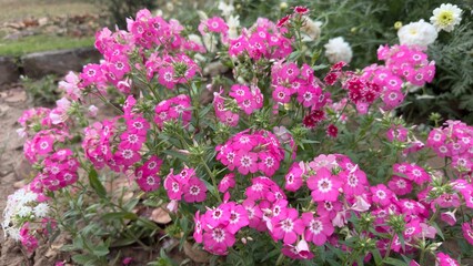 Fototapeta premium Pink and white flowers
