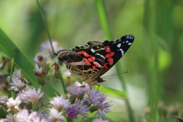 inseto borboleta – rhopalocera