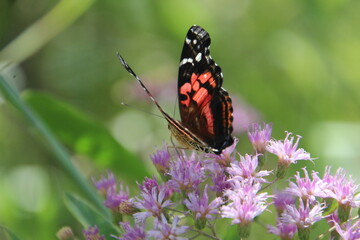 Fototapeta na wymiar inseto borboleta – rhopalocera