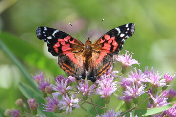 Obraz na płótnie Canvas inseto borboleta – rhopalocera
