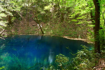 白神山地、十二湖にある青池。深浦、青森、日本。５月上旬。