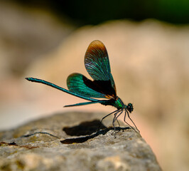 Libelle von der Seite türkis grün