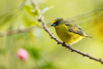 Obraz premium Yellow-throated Euphonia - Euphonia hirundinacea, beautiful yelow and black perching bird from Latin America forests and woodlands, Volcán, Panama.
