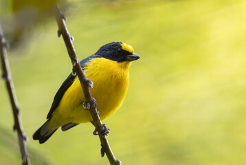 Fototapeta premium Yellow-throated Euphonia - Euphonia hirundinacea, beautiful yelow and black perching bird from Latin America forests and woodlands, Volcán, Panama.
