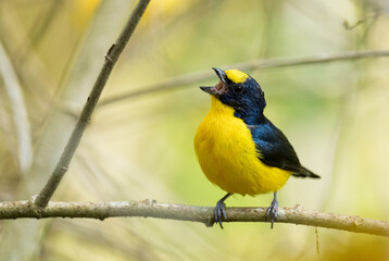 Yellow-throated Euphonia - Euphonia hirundinacea, beautiful yelow and black perching bird from Latin America forests and woodlands, Volcán, Panama.